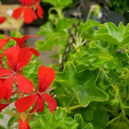 Bartoschewitz Pensjonat Lenzen