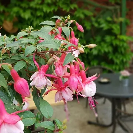 Guest house Bartoschewitz